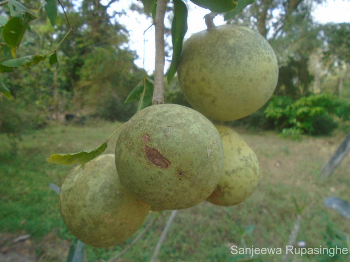 Aegle marmelos (L.) Corrêa